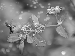 Bokeh, dragon-fly, plant