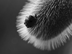 plant, ladybird, drops