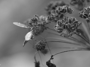 plant, mosquito, dry