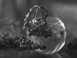 Fruits, glass, vase, Plant