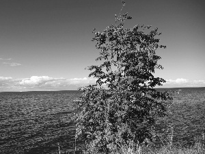 Plant, quiet, sea