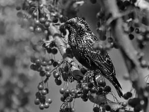 Plant, Bird, starling