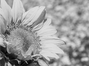 Sunflower, Colourfull Flowers, plant