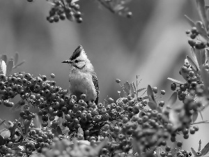 Plant, birdies, Waxwing