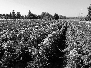 dahlias, plantation