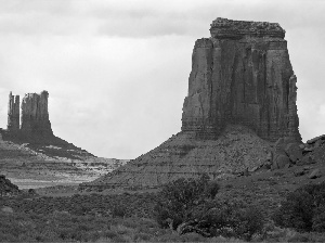 canyon, Plants