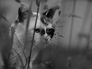 cat, Plants