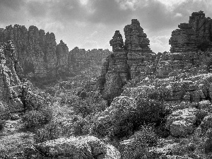 Plants, canyon, clouds