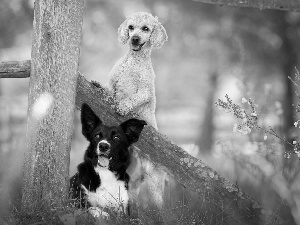 Fance, Border Collie, Flowers, poodle, Dogs, grass, Plants