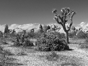 Desert, trees, Plants, rocks