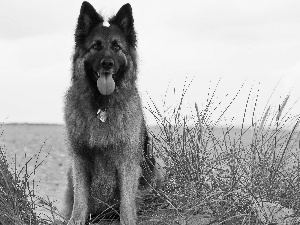 sheep-dog, Beaches, Plants, german