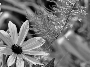 plants, Yellow, Flowers