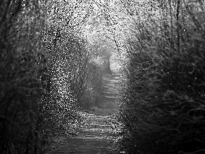 Plants, Path, frosty