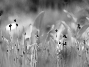 grass, Plants