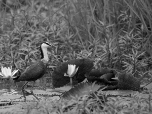 heron, water, Plants, African