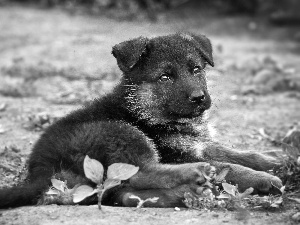 honeyed, sheep-dog, Plants, puppie