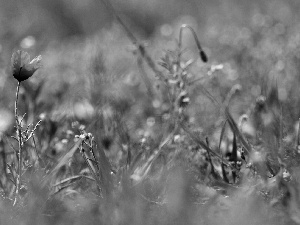 blur, red weed, plants