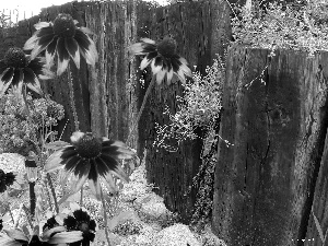 Rudbeckia, Fance, Plants, Stones