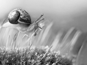 Plants, snail, shell