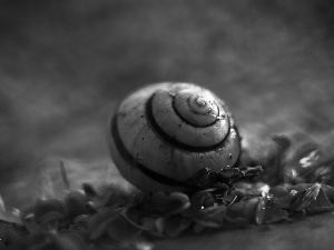 plants, shell, snail