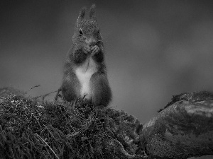 squirrel, Rocks, Plants, feet