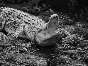 Plants, Crocodile, Stones