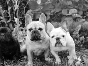 Three, Garden, Plants, Bulldogs