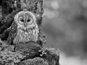 Plants, owl, trees