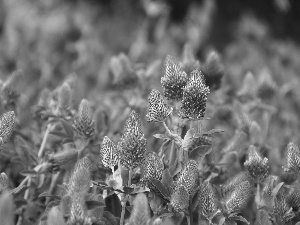 Plants, Pink, trefoil