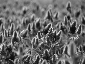 trefoil, Plants