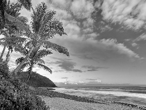 Plants, tropic, Beaches, Palms, Ocean