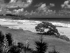 Tropical, Beaches, Plants, sea