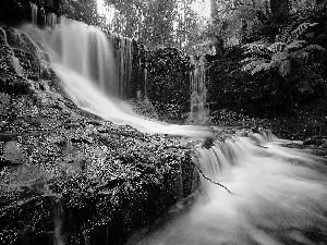 waterfall, Plants