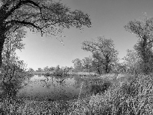 Wetlands, viewes, Plants, trees