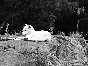 White, Rocks, Plants, Wolf