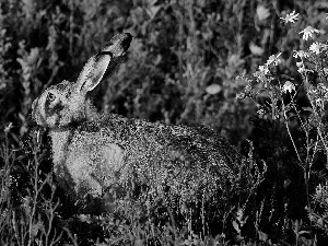 shadows, Wild Rabbit, plants