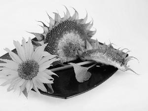 Sunflower, mature, plate, Colourfull Flowers