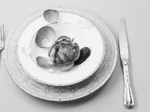 rose, plate