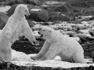 Two cars, polar, play, bears