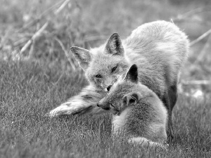 play, foxes, Meadow