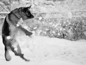 dog, german, play, sheep-dog