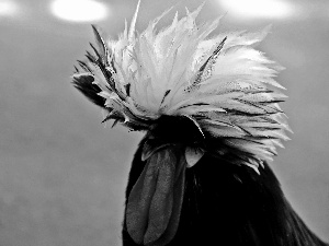 plume, rooster, decorated