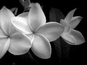 Flowers, background, Black, Plumeria