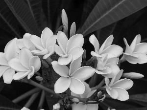 Flowers, Buds, Leaf, Plumeria