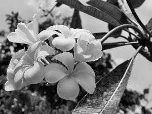 White, Plumeria