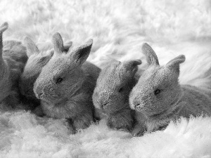 Grey, rabbits, plush, little doggies