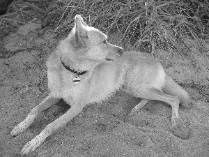 podengo Portuguese, Sand