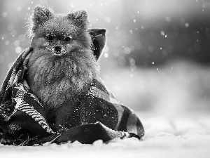 dog, coverlet, snow, point