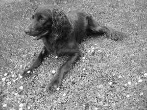 Brown, Pointer German Shepherd Dog