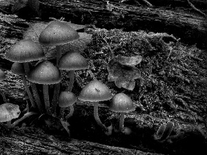 mushrooms, poisonous